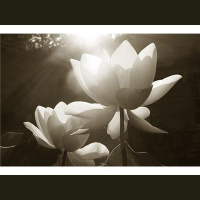 Your Thoughts Are Things.