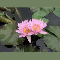 Ingrid Naiman on herbs for help with radiation exposure