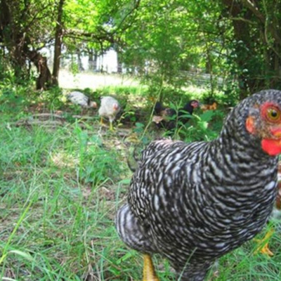 Real Food. Real Life.