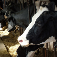 Episode 3 The Cow Story