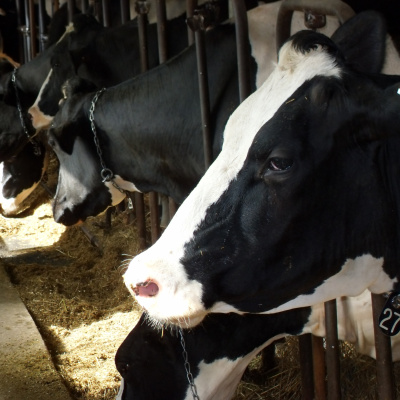 Mike Daughertys Podcast