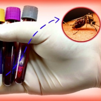 Alerta FDA Vírus Zika e doação de sangue