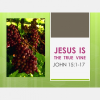 JESUS IS THE TRUE VINE
