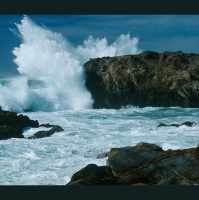 Plastic Pollution Perturbs Oyster Offspring
