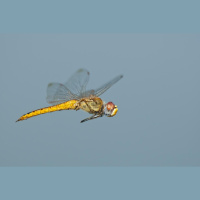 This Dragonfly Outmigrates Monarchs