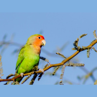 Lovebirds Adore Our Inefficient Air-Conditioning