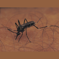 Mosquitoes Learn the Smell of Danger