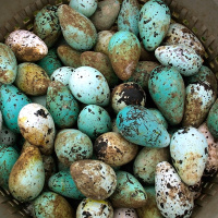 Bird Egg Colors Are Influenced by Local Climate