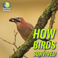 Why birds outlived T. rex