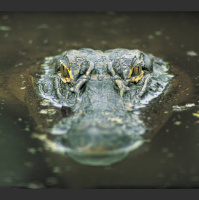 Gators Guard Birds That Nest Nearby