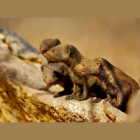 Mongooses Gift Grooming for Guard Duty