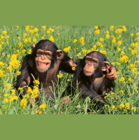 Sociable Chimps Get Richer Gut Microbiomes