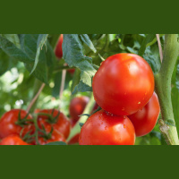 Plants Can Sense Animal Attack Coming