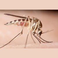 New Insecticide Makes Mosquitoes Pop