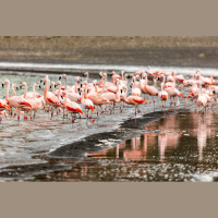 Flamingos Can Be Picky about Company