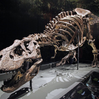 Who Laps Whom on the Walking Track--Tyrannosaurus rex or You? Science Has a New Answer