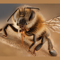 Virus-Infected Bees Practice Social Distancing