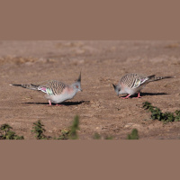 Feathers Help This Bird Sound the Alarm