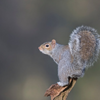 Eavesdropping Puts Anxious Squirrels at Ease