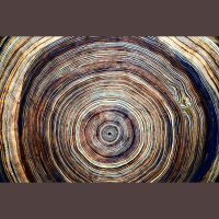 Romans Would Roam for Wood