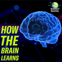 The neuroscientist decoding how the brain learns