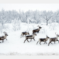 How Herbivore Herds Might Help Permafrost