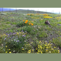 Low Biodiversity Brings Earlier Bloom