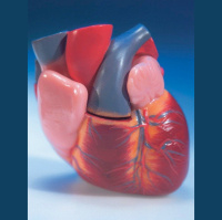 Warm-Blooded Animals Lost Ability to Heal the Heart