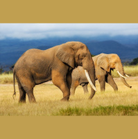 Honey Bee Alarm Signal Could Protect Elephants