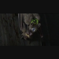 Male Bats Up Mating Odds with Mouth Morsels