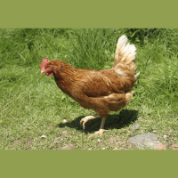 Chicken Scent Deters Malaria Mosquitoes