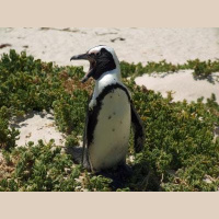 African Penguins Pulled into an Ecological Trap