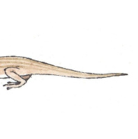 Lizard Stripes May Mess Up Predators Timing