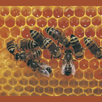 Even without Hands Honeybees Show Handedness