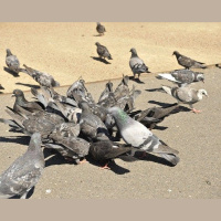 Pigeon Pb Proxies Could Cut Kids Blood Tests