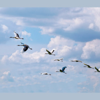 Migrating Birds Prefer Lakefront Property