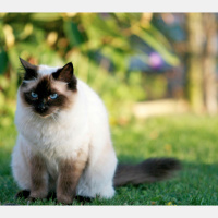 Cats Cunning Extends beyond the Hunt