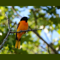 Springtime Now Arrives Earlier for Birds