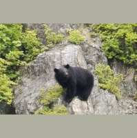 Climbing Bears Help Plants Keep Cool