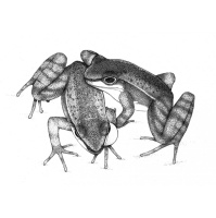 Frogs Signal Visually in Noisy Environments