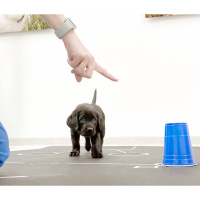 Puppies Understand You Even at a Young Age, Most Adorable Study of the Year Confirms