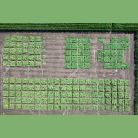 Tobacco Plants Made to Produce Useful Compounds