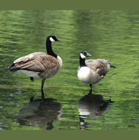 Canada Geese Taking a Winter Staycation