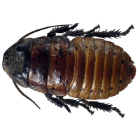 Cockroach Caca Contains Chemical Messages Made by Microbes