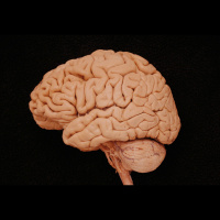 Your Brain Can Taste without Your Tongue