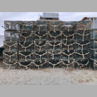 Whale Protections Need Not Cause Lobstering Losses