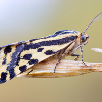 Moths Flee or Face Bats, Depending on Toxicity