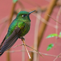 High-Elevation Hummingbirds Evolved a Temperature Trick