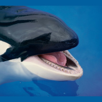 Killer Whale Culture Revealed by Mimicking Us