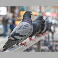Bostons Pigeons Coo, Wicked New Yorks Birds Coo, Fuhgeddaboudit